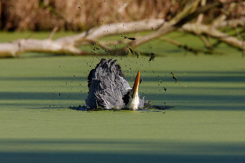 Il bagno dell''airone